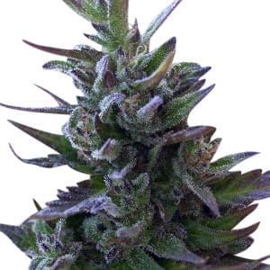 Nepal Mist Regular Seeds (Limited Edition) by Ace Seeds