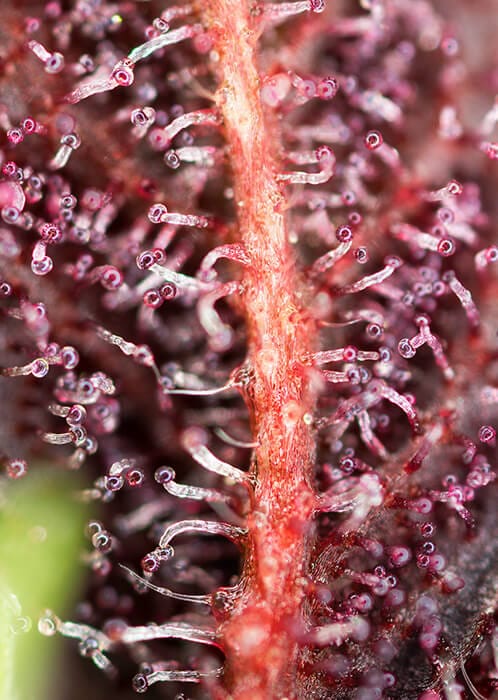 Red Hot Cookies Feminised Cannabis Seeds by Sweet Seeds