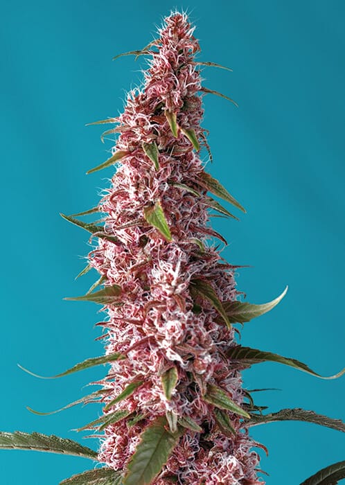 Red Pure CBD Auto Feminised Cannabis Seeds by Sweet Seeds