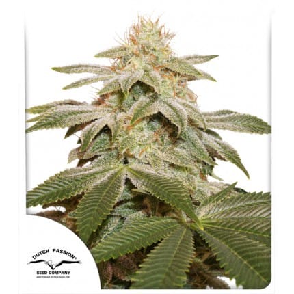 Sugar Bomb Punch Feminised Seeds by Dutch Passion