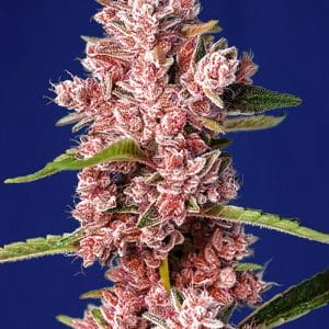 Tropicanna Poison F1 FAST Feminised Cannabis Seeds by Sweet Seeds