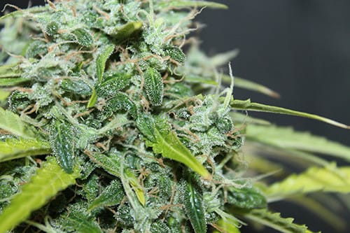 Amnesia Haze Autoflowering cannabis seeds