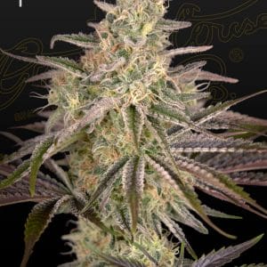 Cloudwalker Feminised Cannabis Seeds by Greenhouse Seed Co.