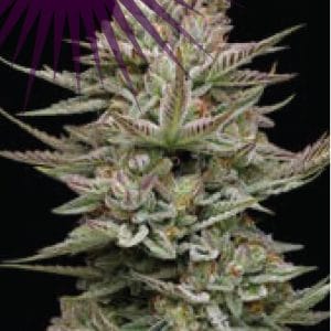 Family Jewels Feminised Cannabis Seeds by Humboldt Seed Co.