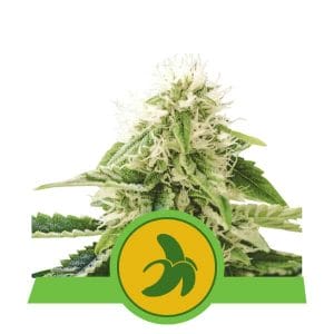 Fat Banana Auto Feminised Cannabis Seeds by Royal Queen Seeds