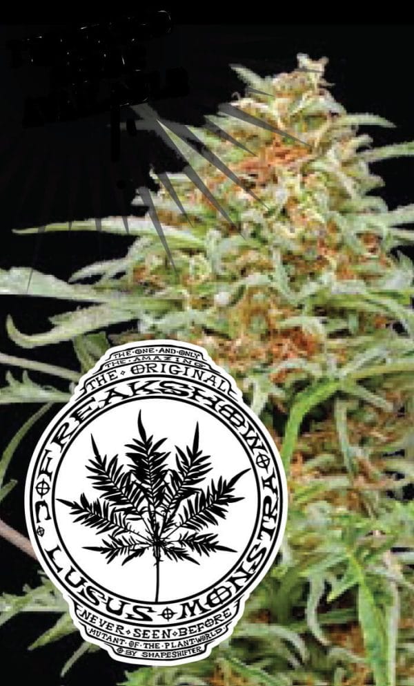 Freakshow Regular Cannabis Seeds by Humboldt Seed Co.