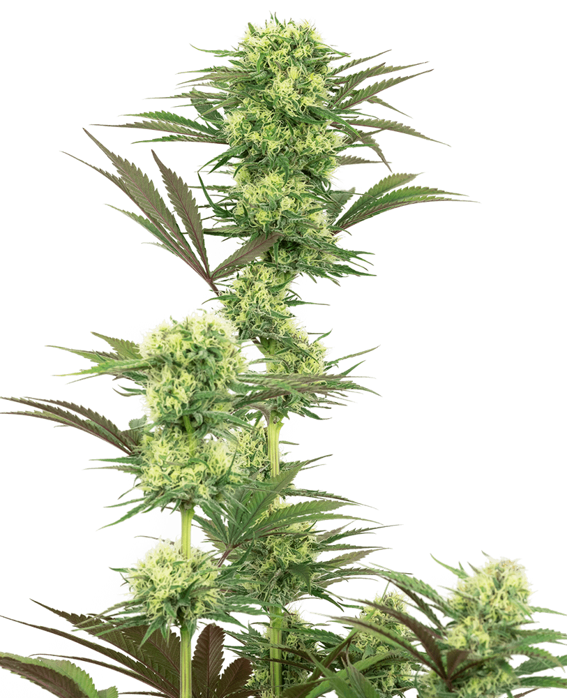 Guava Jelly Feminised Cannabis Seeds by White Label Seed Company