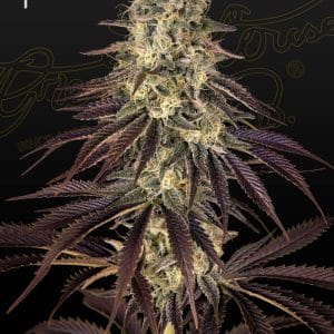 Kong's Krush Feminised Cannabis Seeds by Greenhouse Seed Co.