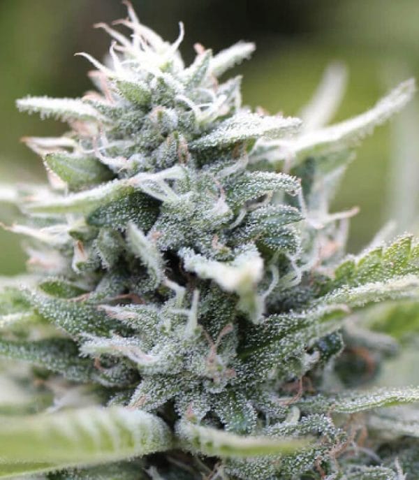 Magic Melon Feminised Cannabis Seeds by Humboldt Seed Co.