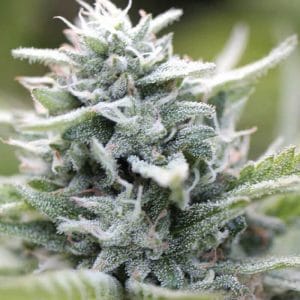 Magic Melon Feminised Cannabis Seeds by Humboldt Seed Co.