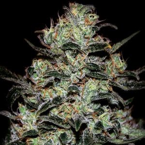 Moby Dick Autoflowering cannabis seeds