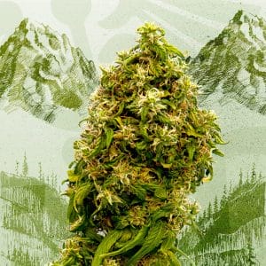 Swiss Dream CBD Feminised Cannabis Seeds by Kannabia Seeds