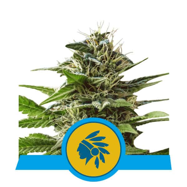 Tatanka Pure CBD Feminised Cannabis Seeds by Royal Queen Seeds