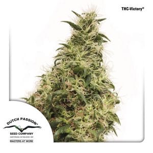 THC-Victory Feminised Cannabis Seeds by Dutch Passion