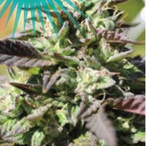 The Bling Feminised cannabis seeds