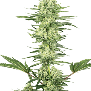 White Gorilla Haze Feminised Cannabis Seeds by White Label Seed Company