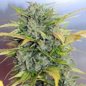 AK-47 Auto Feminised Cannabis Seeds by Serious