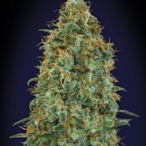 Blueberry Feminised Cannabis Seeds by 00 Seeds