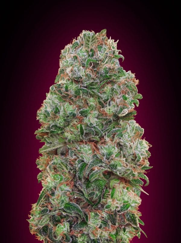 Bubble Gum Feminised Cannabis Seeds by 00 Seeds