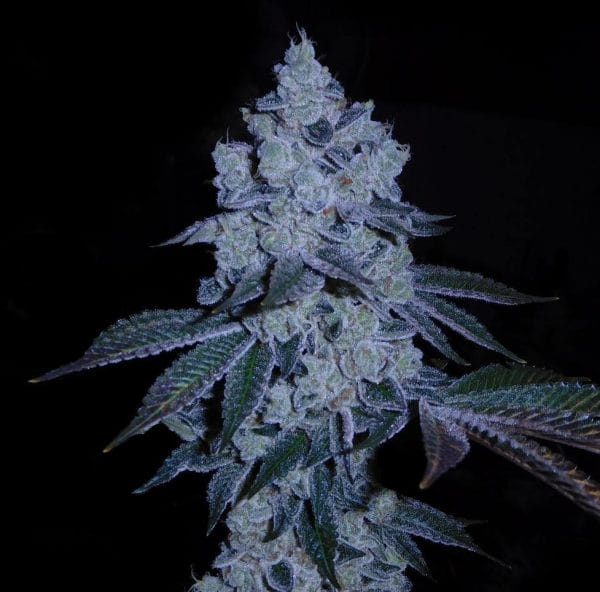Chem Cookies Feminised cannabis seeds by Mamiko Seeds