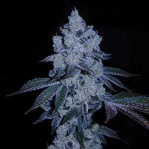 Chem Cookies Feminised cannabis seeds by Mamiko Seeds