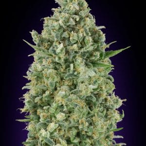 Critical Poison Feminised Cannabis Seeds by 00 Seeds