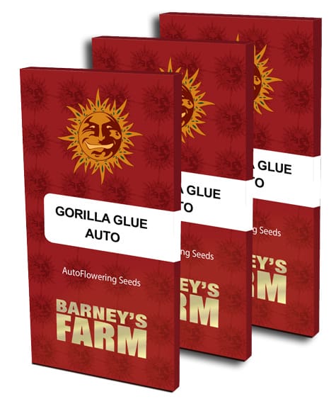 Gorilla Glue Auto Feminised Cannabis Seeds by Barney's Farm