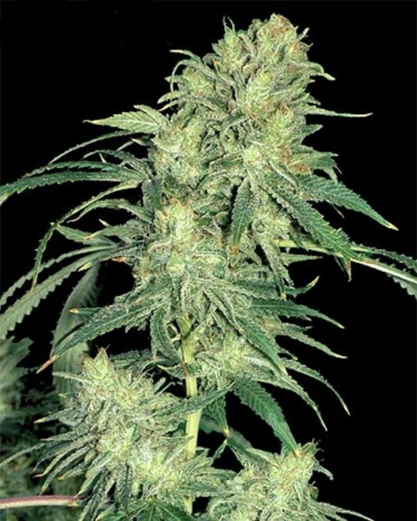 Hindu Kush Regular Cannabis Seeds by Seedsman