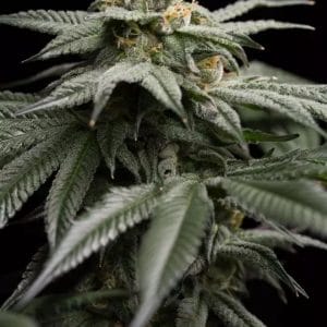 L.A. Gelato Feminised Cannabis Seeds by Humboldt Seed Organization