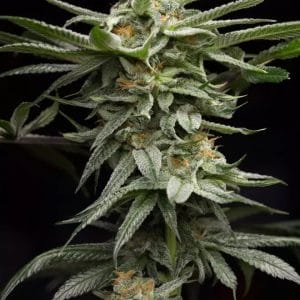 Lingerie Feminised Cannabis Seeds by Humboldt Seed Organization