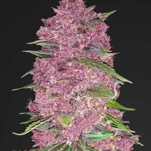 Purple Lemonade Auto Feminised Cannabis Seeds by FastBuds Seeds