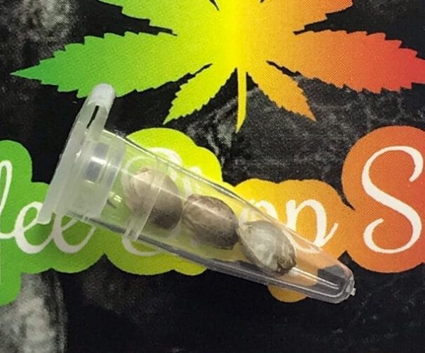 Cannabis Seed packaging