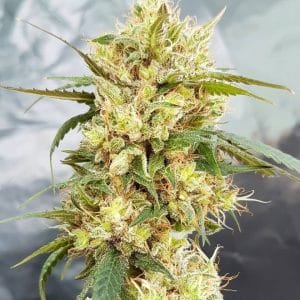 Sour Tangie Feminised Cannabis Seeds by Garden Of Green