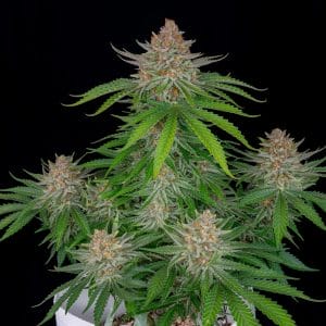 Strawberry Pie autoflowering cannabis seeds