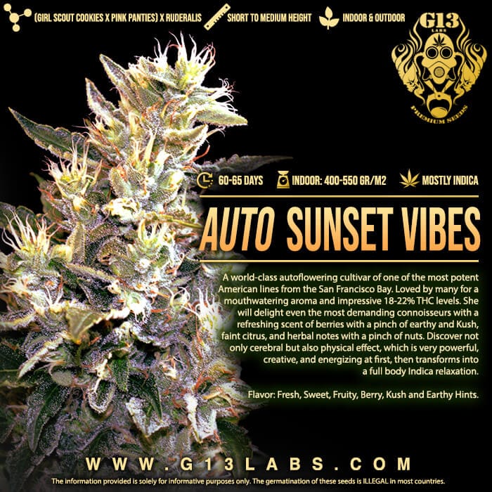 Sunset Vibes Auto Feminised | G13 Labs | Autoflowering Cannabis Seeds