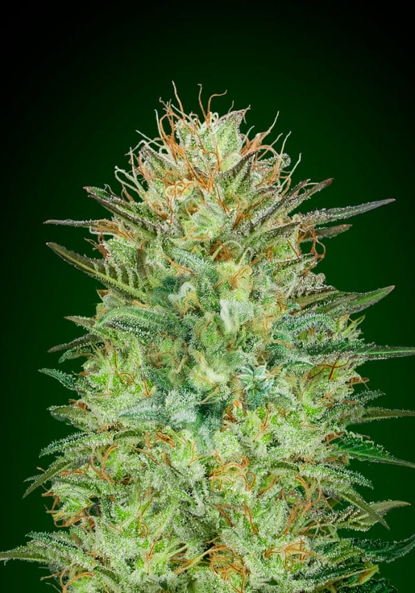 Sweet Critical Auto Feminised Cannabis Seeds by 00 Seeds