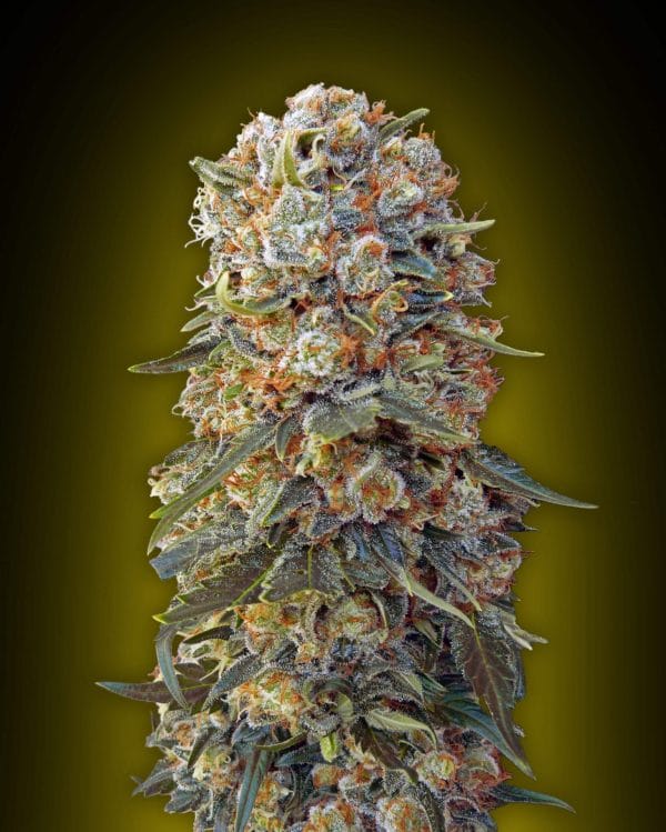 Sweet Critical Feminised Cannabis Seeds by 00 Seeds