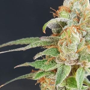 Wedding Cake Feminised Cannabis Seeds by Garden Of Green