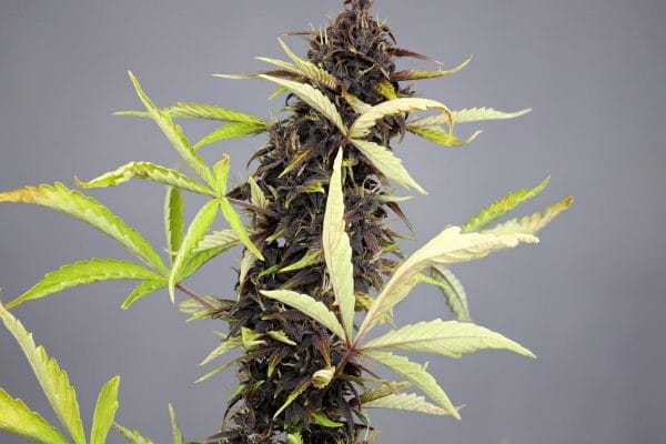 CBD AUTO 30:1 Feminised Cannabis Seeds by Medical Marijuana Genetics