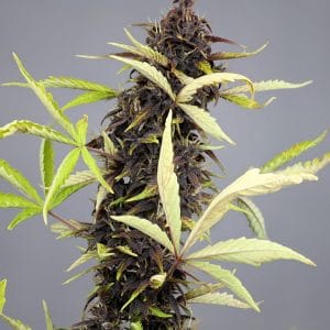 CBD AUTO 30:1 Feminised Cannabis Seeds by Medical Marijuana Genetics