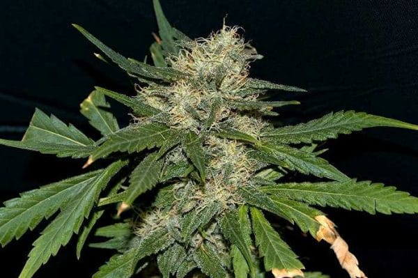 THC AUTO 1:40 Feminised Cannabis Seeds by Medical Marijuana Genetics