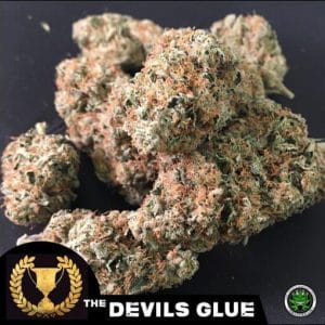 Devil's Glue Feminised Cannabis Seeds by Devils Harvest Seeds