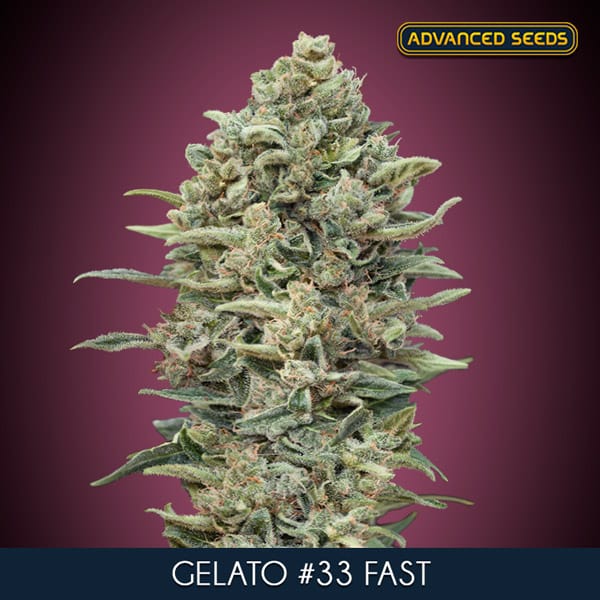 Gelato #33 FAST Feminised Cannabis Seeds by Advanced Seeds