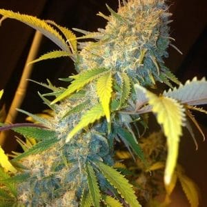 Medi RSO 1:40 Feminised Cannabis Seeds by Medical Marijuana Genetics
