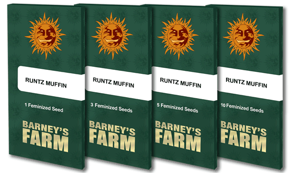 Runtz Muffin Feminised Cannabis Seeds by Barney's Farm Seeds