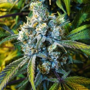 Super Silver Haze Regular Cannabis Seeds by Nirvana Seeds