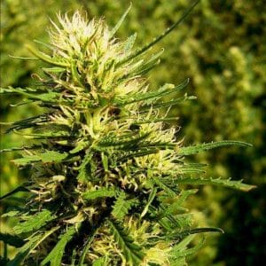 Super Skunk Auto Feminised Cannabis Seeds by Nirvana Seeds
