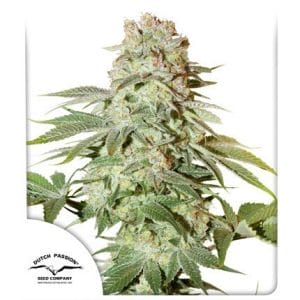 Power Plant Auto Feminised Cannabis Seeds from Dutch Passion