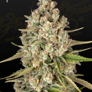 Lost Pearl Feminised Cannabis Seeds by Greenhouse Seed Co.