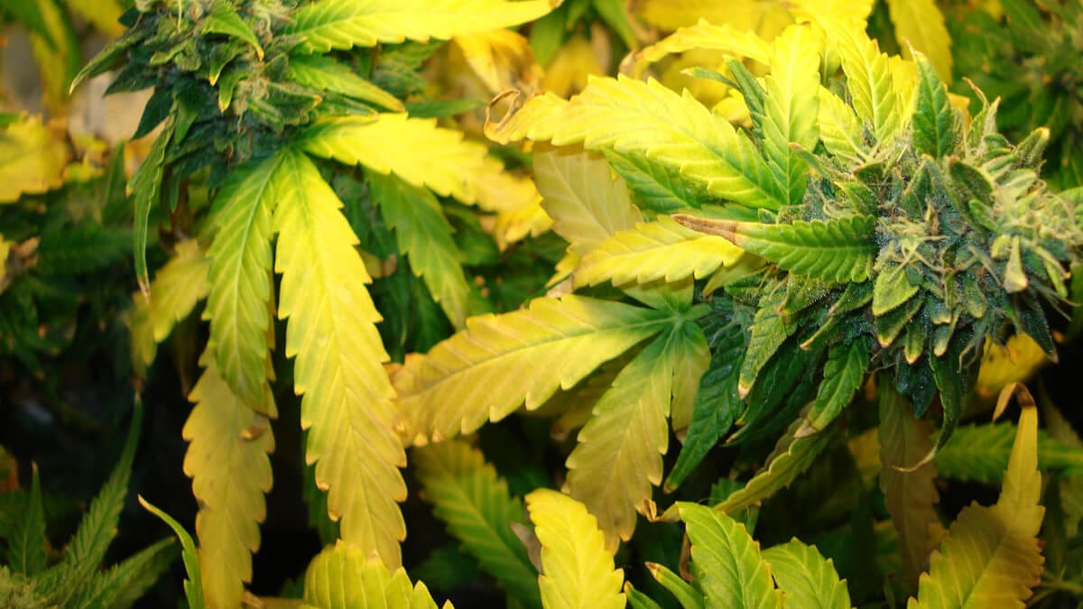 Reasons Cannabis Turn Yellow - Coffee Shop Seeds | Weed Blog